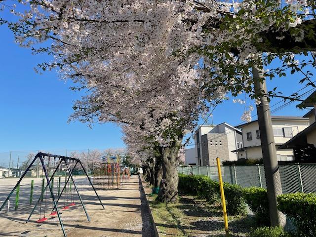 昨日の雨風に耐え、満開の桜