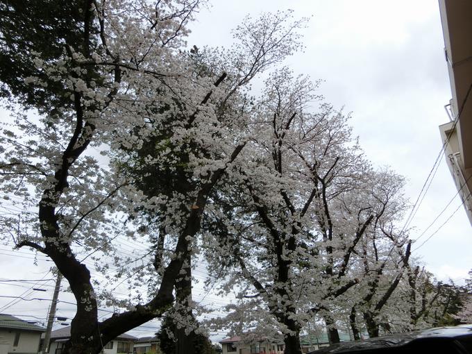 昨日８日の高二小の桜