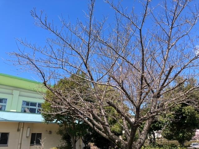 若松小学校の桜🌸