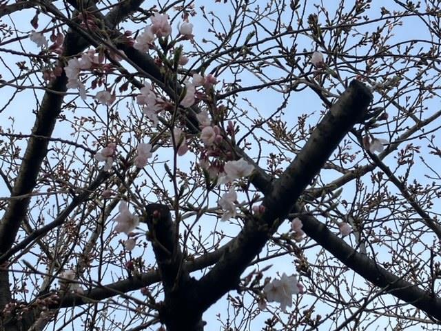 若松小の桜🌸