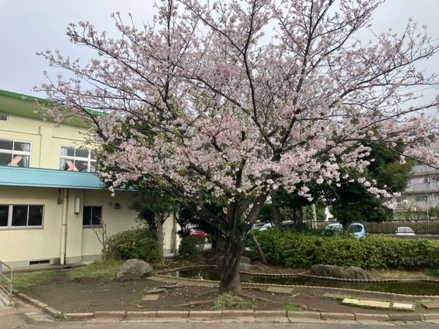 体育館前の桜🌸