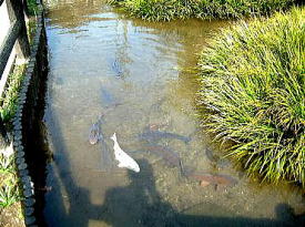 葛飾神社（かつしかじんじゃ）の池の鯉（こい）2