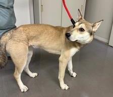 公示犬