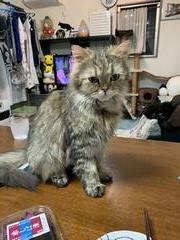 neko