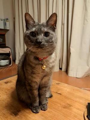 ねこ