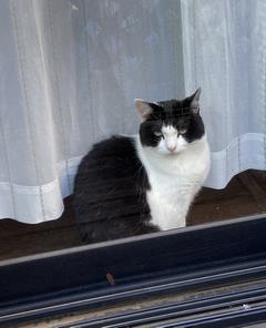 ねこ