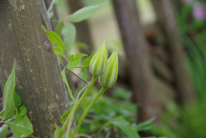 R8.4.23アンデルセン公園2