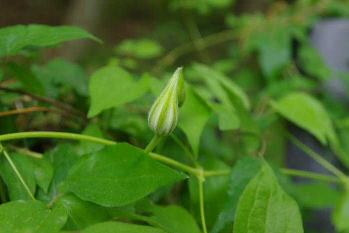 R8.4.23アンデルセン公園4