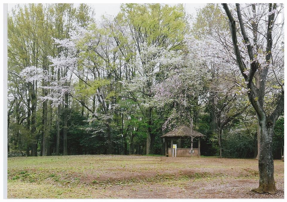 早朝の小室公園