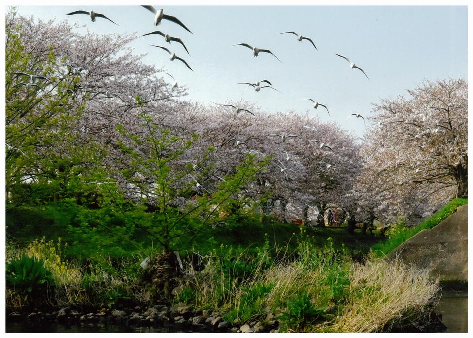 花鳥歓喜の舞