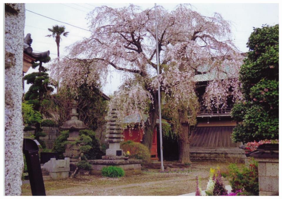 飯山満2丁目東福寺桜