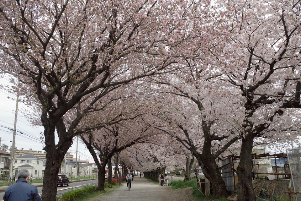 三山のお花見