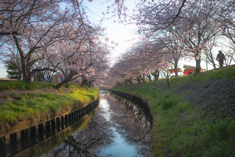 早朝の海老川