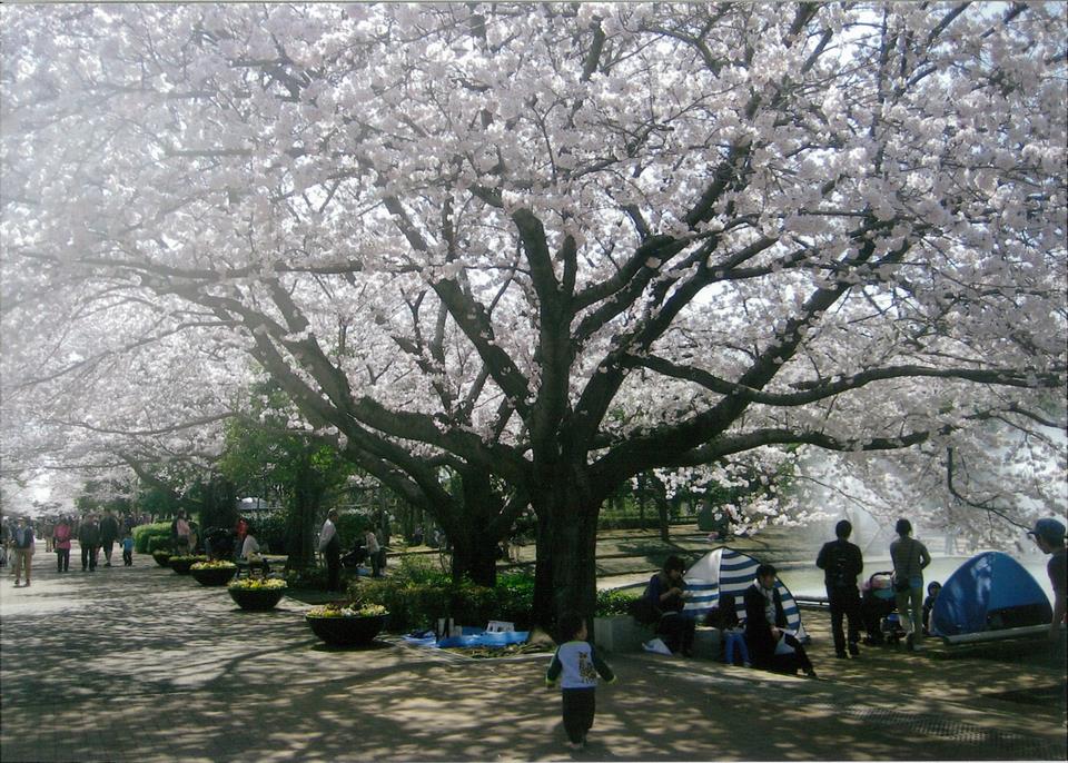 桜満開