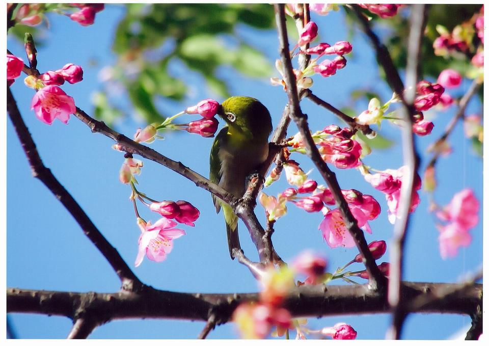 めじろと桜