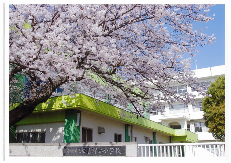 田喜野井小学校の桜(2)