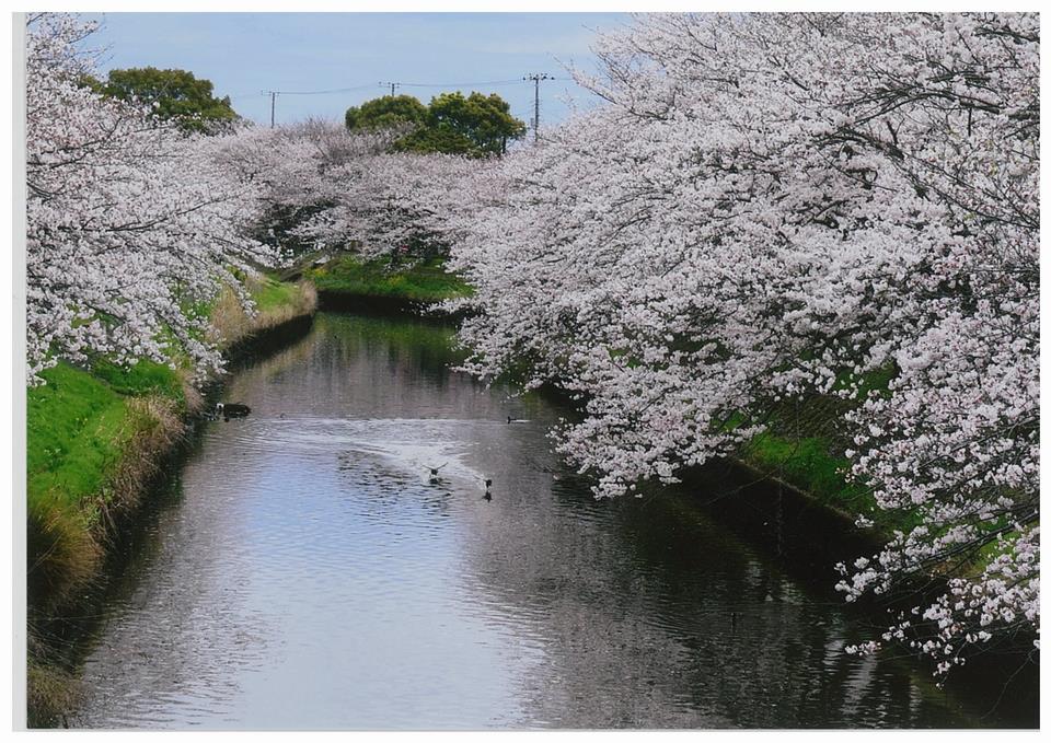 桜花爛漫（海老川）