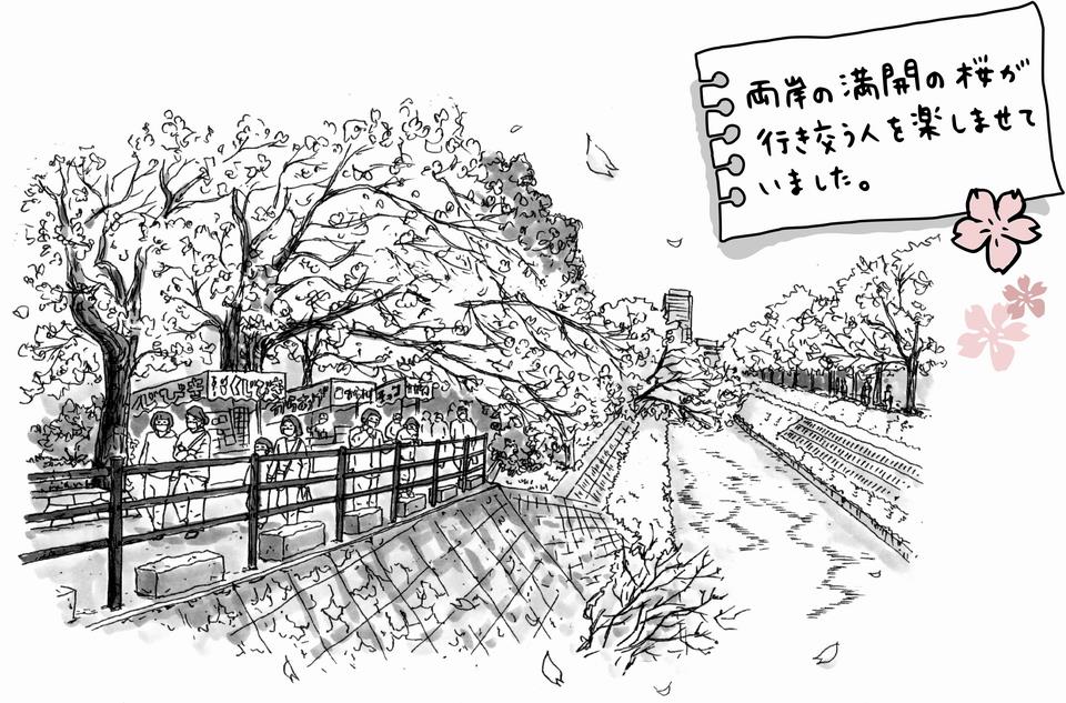 海老川の桜