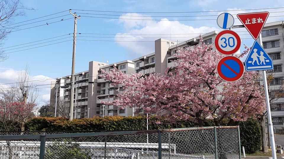 東高校と芝山団地に春