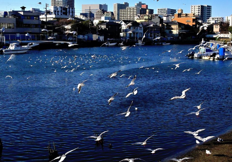 カモメの保養地