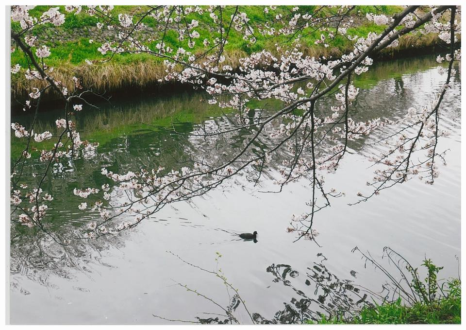 桜花爛漫の海老川