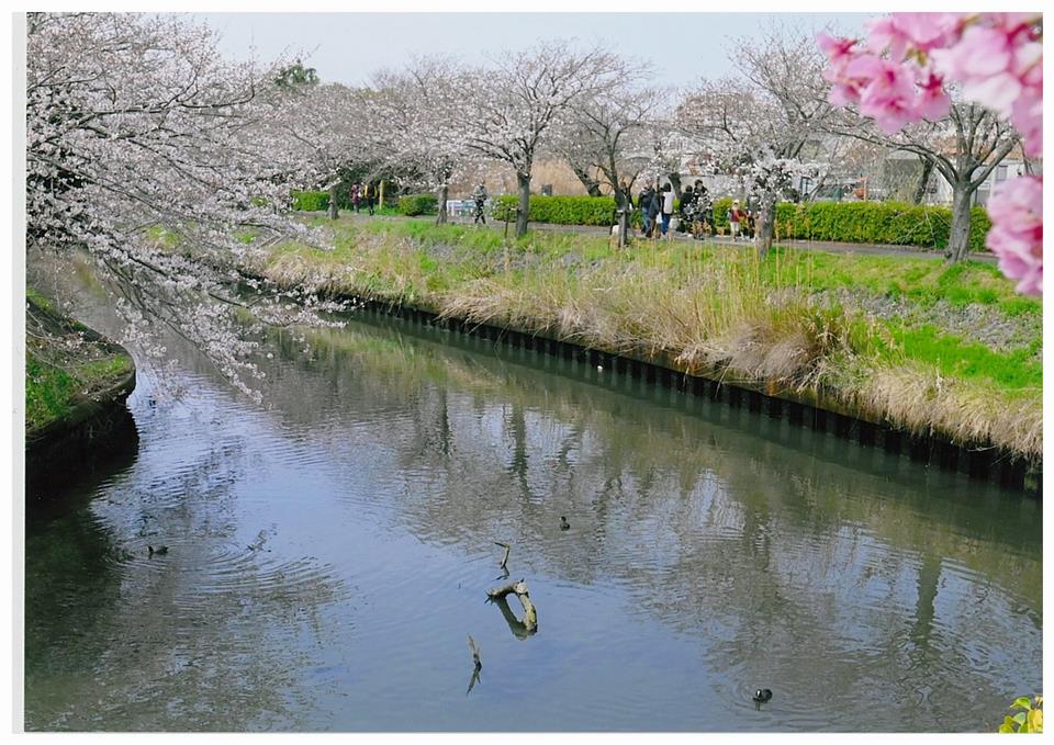 桜花爛漫の休日