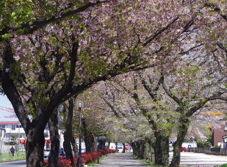 桜花の隧道