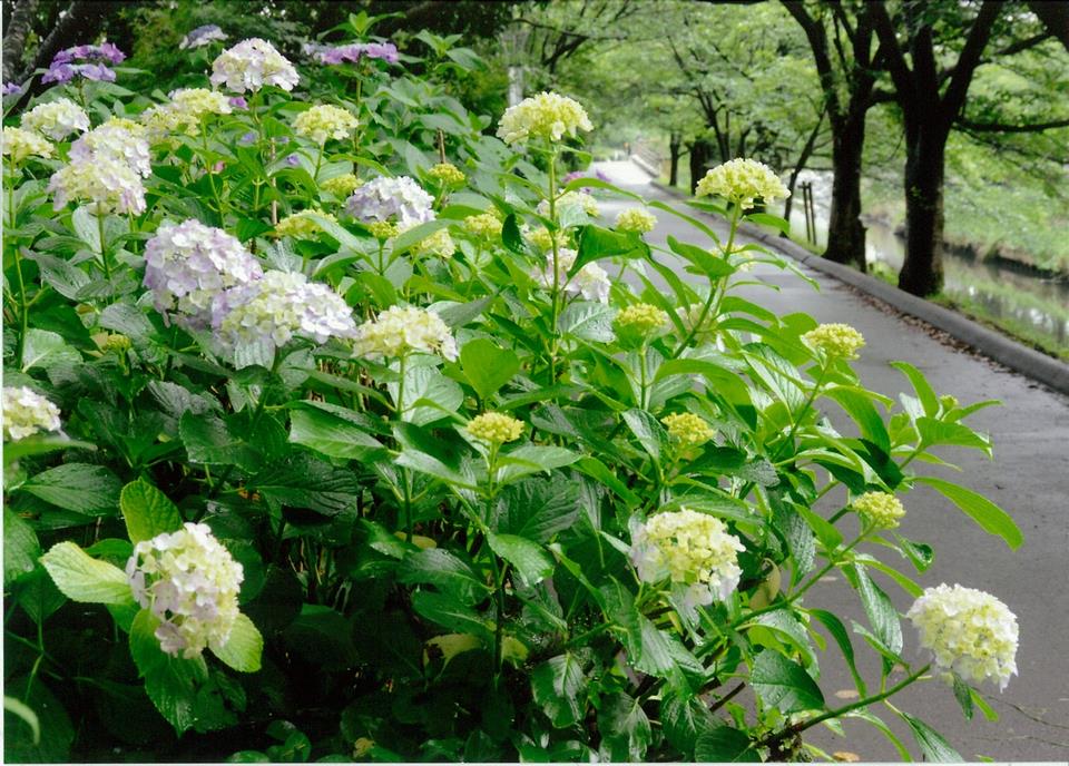 梅雨期の花 紫陽花