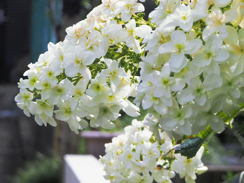 紫陽花