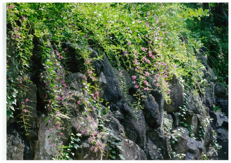 萩の花の咲く頃