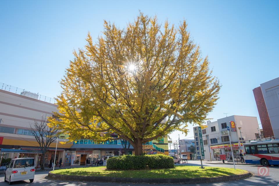 高根公団の大イチョウ