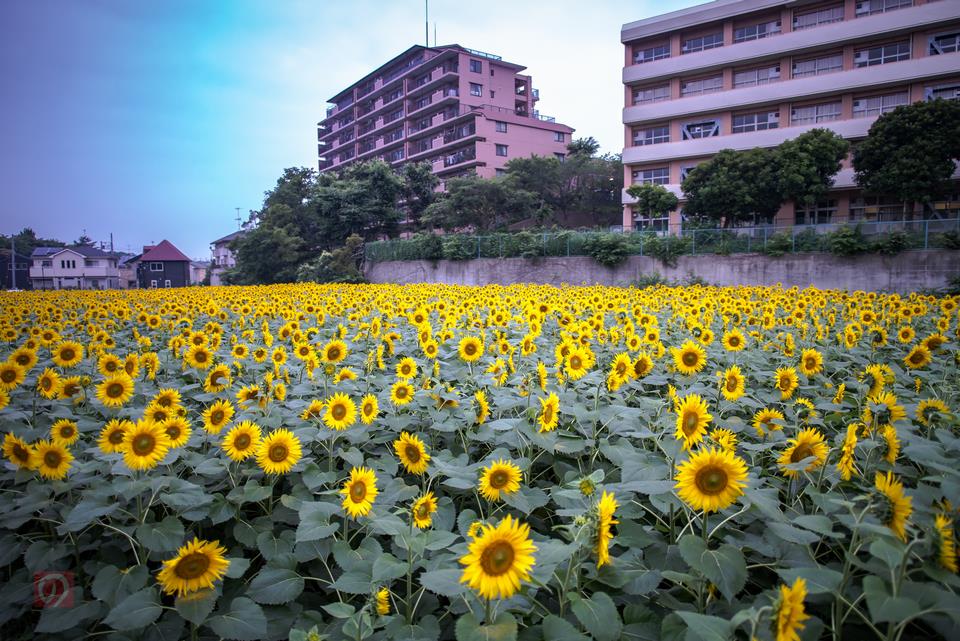 住宅街のヒマワリ畑