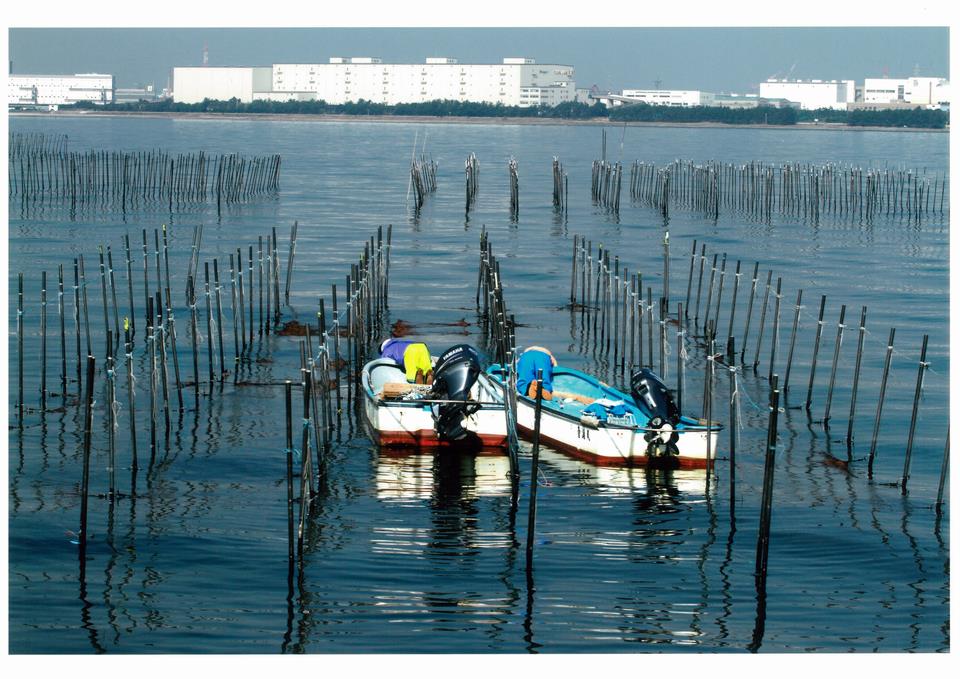 海苔畑