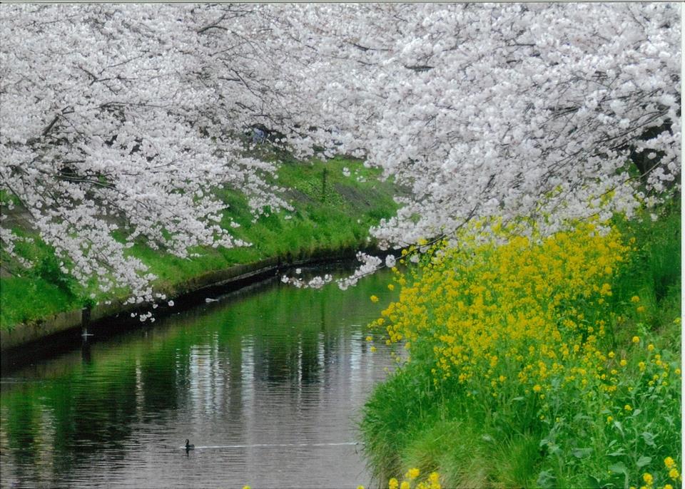 桜花爛漫(海老川)