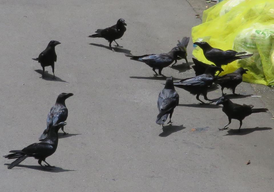 カラスとゴミ集積場