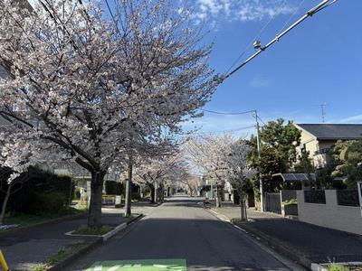 桜満開の習志野台