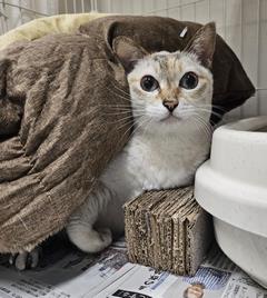 ねこ2