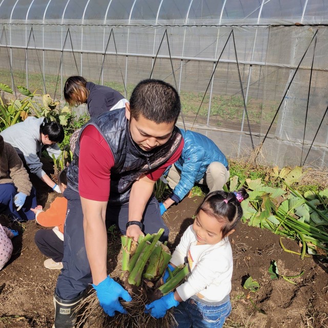 サトイモ掘り
