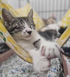 子猫