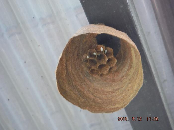 スズメバチの初期巣1