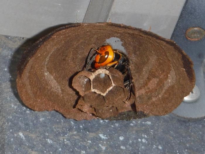 スズメバチの巣を発見したら？｜船橋市公式ホームページ