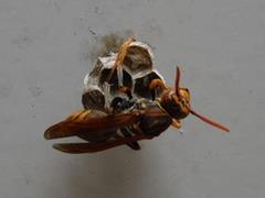 アシナガバチの巣