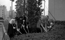 Plantning af træ til minde om at befolkningstallet i Funabashi havde nået 500.000.I midten ses borgmester Kazuo Ohashi, yderst til højre byrådsformand, Motokichi Ozawa (1983)