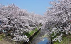 Blossoms on about 500 cherry trees lining the Ebi River banks delight cherry blossom viewers.