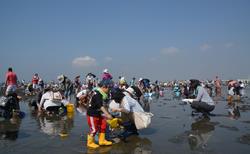 Shellfish gathering in Funabashi Sambanze Seaside Park. This clamming site, the closest to central Tokyo, is hugely popular with families.