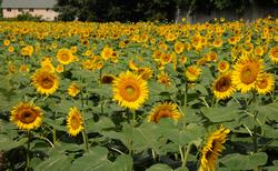 Sunflowers in full bloom in Kanasugi Elementary School’s sunflower field. Students work hard to grow the sunflowers.