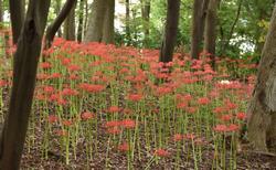 Red spider lilies in Natsumi Green Space, one of the city’s largest red spider lily colonies. They signal the arrival of fall.