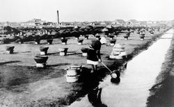 Mitahama salt evaporation pond.The present city hall area used to be covered in a salt evaporation pond called Mitahama from the early Meiji era to 1929 (photographed in the mid-Taisho era, ca. 1920)