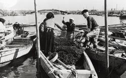 A mooring basin for fishing boats in the Minato-cho area (photographed in 1954)