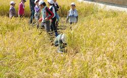 Los niños cosechan enérgicamente las espigas de arroz que brillan en color dorado.¡Qué ansias de comer el arroz calentito!